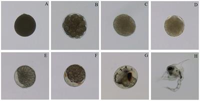 Effect of water temperature on embryonic development of Protunus trituberculatus in an off-season breeding mode